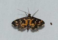 Diathrausta ochreipennis