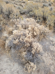 Tetradymia canescens