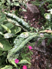 Phyllocnistis citrella