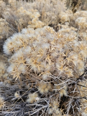 Tetradymia canescens