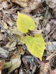 Gonolobus suberosus