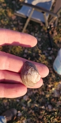 Truncilla truncata