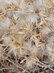 Tetradymia canescens