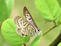 Leptotes pirithous