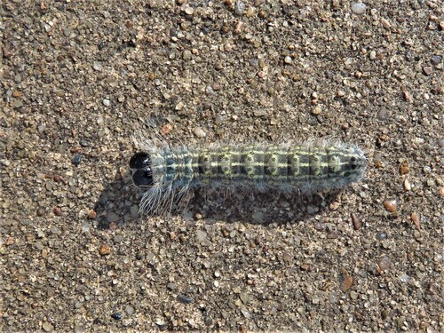 Greater Oak Dagger and Close Allies photo 4
