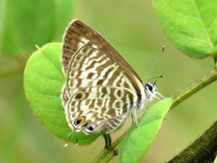 Leptotes pirithous