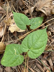 Gonolobus suberosus