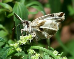 Heliopetes laviana
