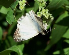 Heliopetes laviana