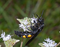 Pygodasis quadrimaculata