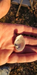 Truncilla truncata