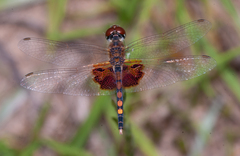 Celithemis amanda