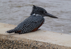 Megaceryle maxima maxima