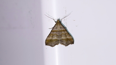 Phalaenophana pyramusalis