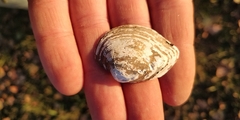 Truncilla truncata