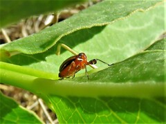 Phylloscelis atra