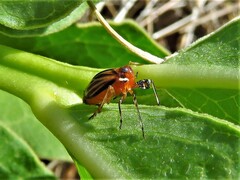Phylloscelis atra