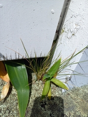 Poa cita