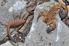 Heteroctenus junceus