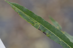 Phytomyza albiceps group