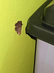 Adrapsa quadrilinealis