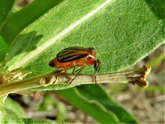 Phylloscelis atra