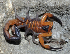 Heteroctenus junceus