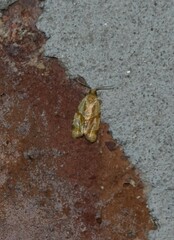 Clepsis peritana