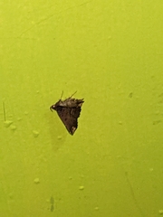 Adrapsa quadrilinealis