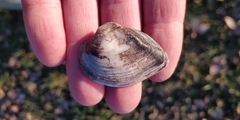 Truncilla truncata