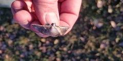 Truncilla truncata