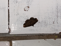 Adrapsa quadrilinealis