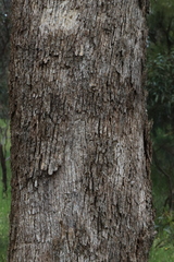 Eucalyptus melliodora