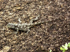 Acanthocercus atricollis