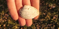 Truncilla truncata