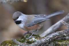 Poecile hudsonicus