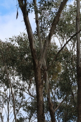 Eucalyptus melliodora