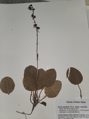 Pyrola asarifolia