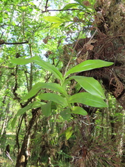 Epidendrum amphistomum