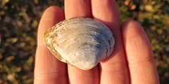 Truncilla truncata
