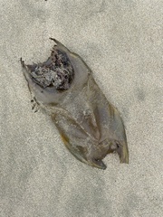 Beringraja binoculata