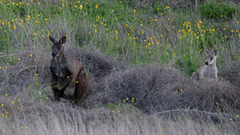 Osphranter robustus robustus