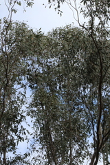 Eucalyptus melliodora