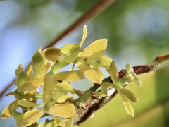 Epidendrum amphistomum