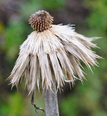 Echinops ritro ruthenicus