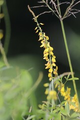 Crotalaria trichotoma