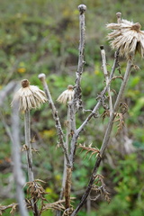 Echinops ritro ruthenicus