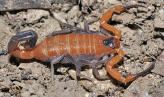 Heteroctenus junceus