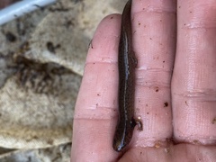 Pseudotriton ruber ruber