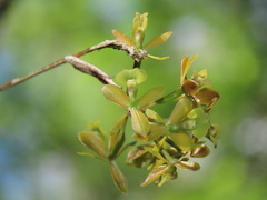 Epidendrum amphistomum